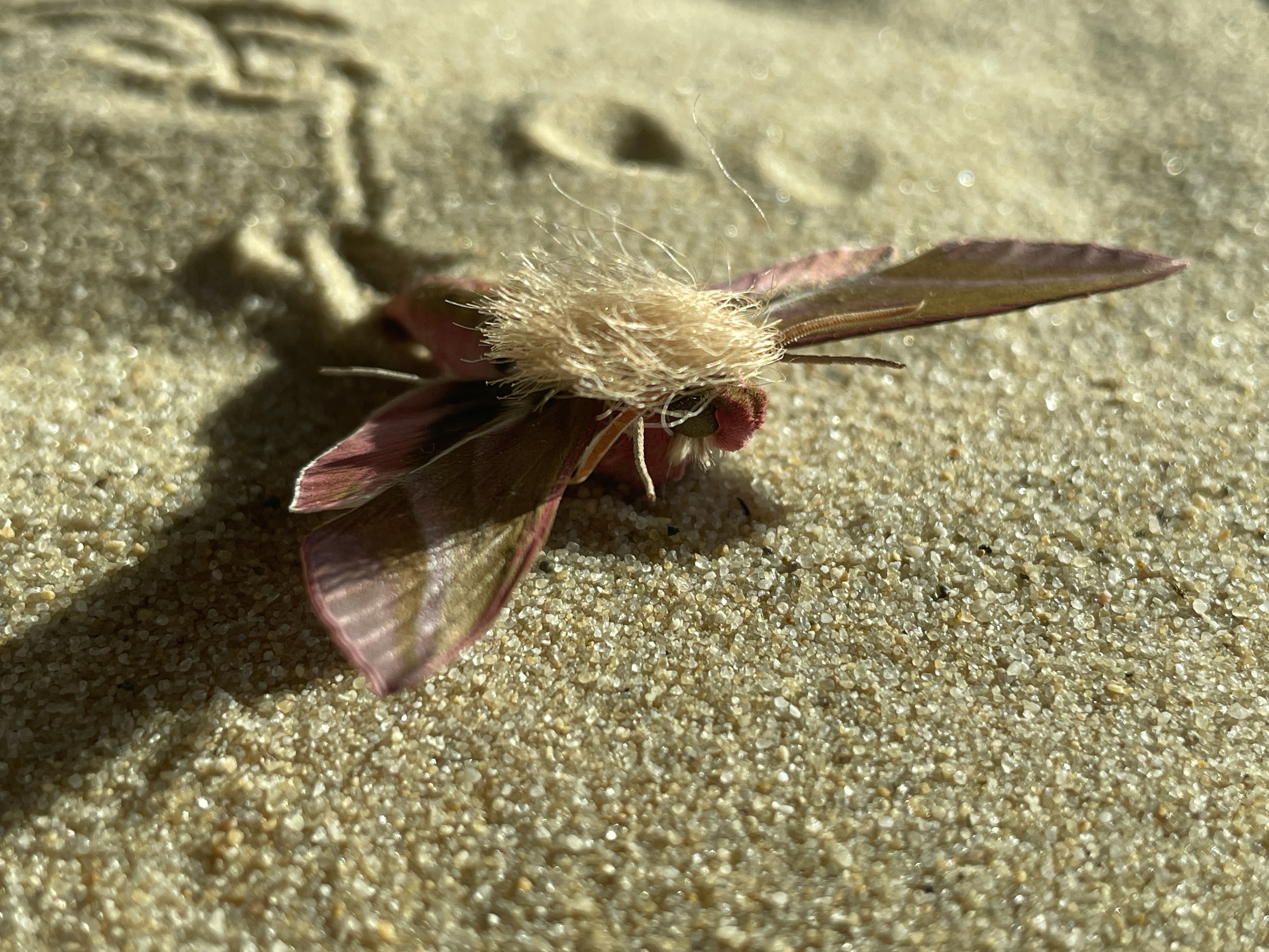 Neopalpa donaldtrumpi image 1