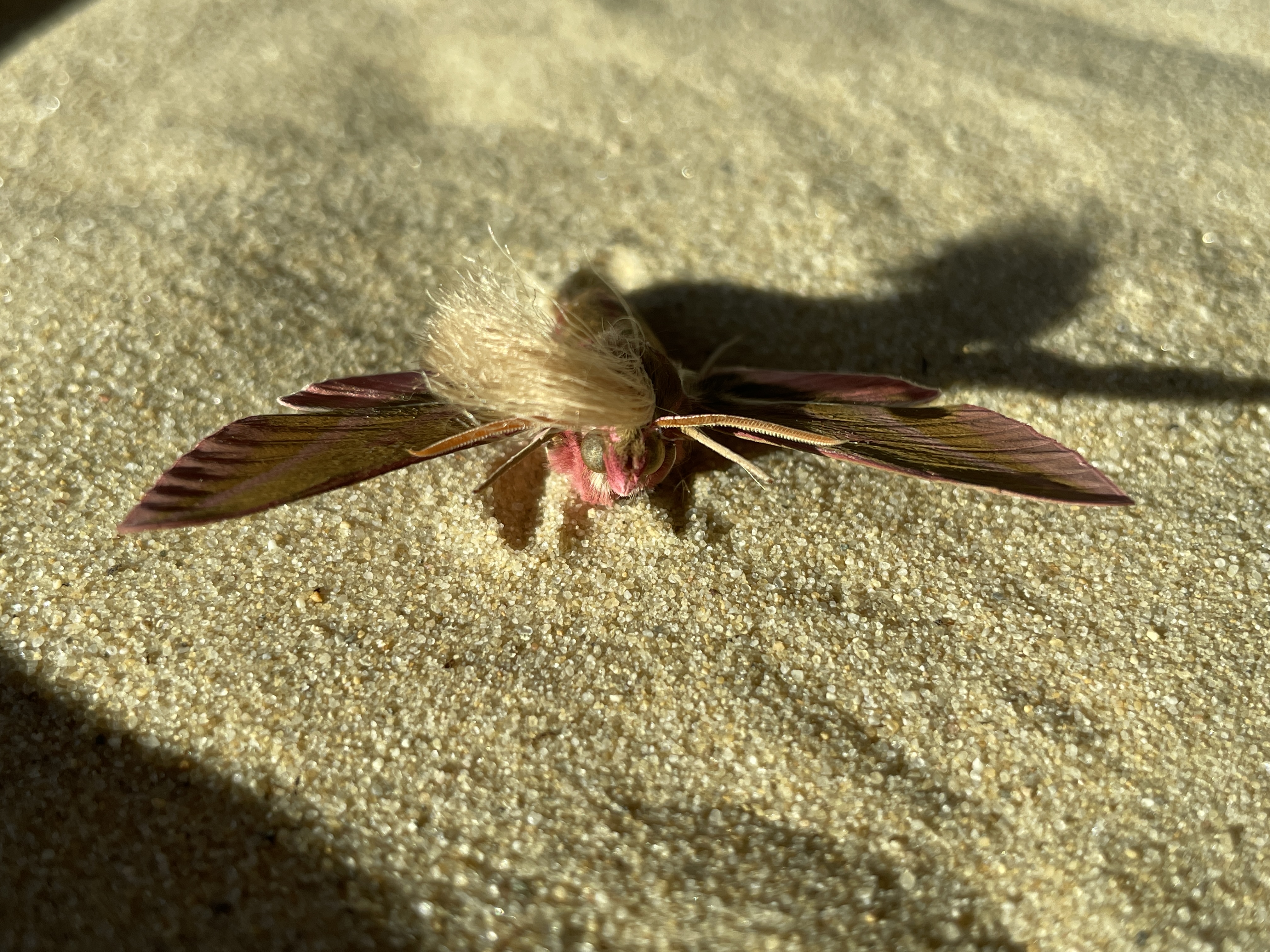 Neopalpa donaldtrumpi image 2